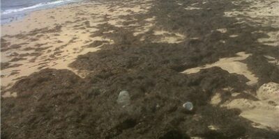 Retiran unas 3.500 toneladas de algas de las playas de Punta Umbría, Cartaya y Ayamonte