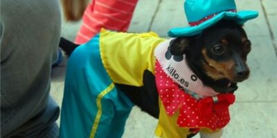 Celebrado el I Concurso de Disfraces para Mascotas en Isla Cristina