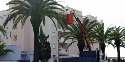 El Ayuntamiento de Isla Cristina pone en marcha una campaña contra el Picudo Rojo