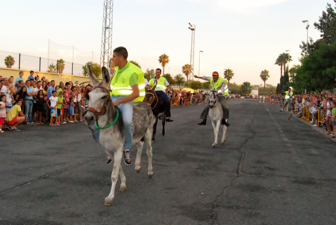 Llegada a meta de los cinco burros participantes en la carrera