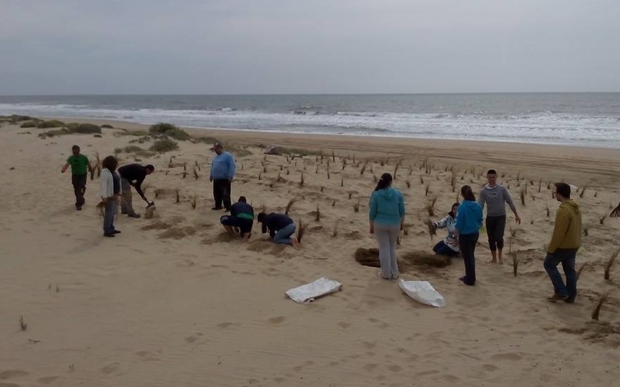 Escolares de los institutos isleños plantan el barrón sobre las dunas isleñas