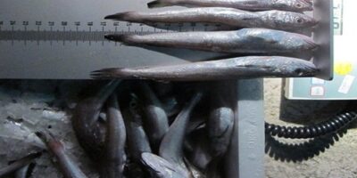 Intervienen 60 kilos de merluza inmadura ocultas tras 50 cajas de bacalaidilla