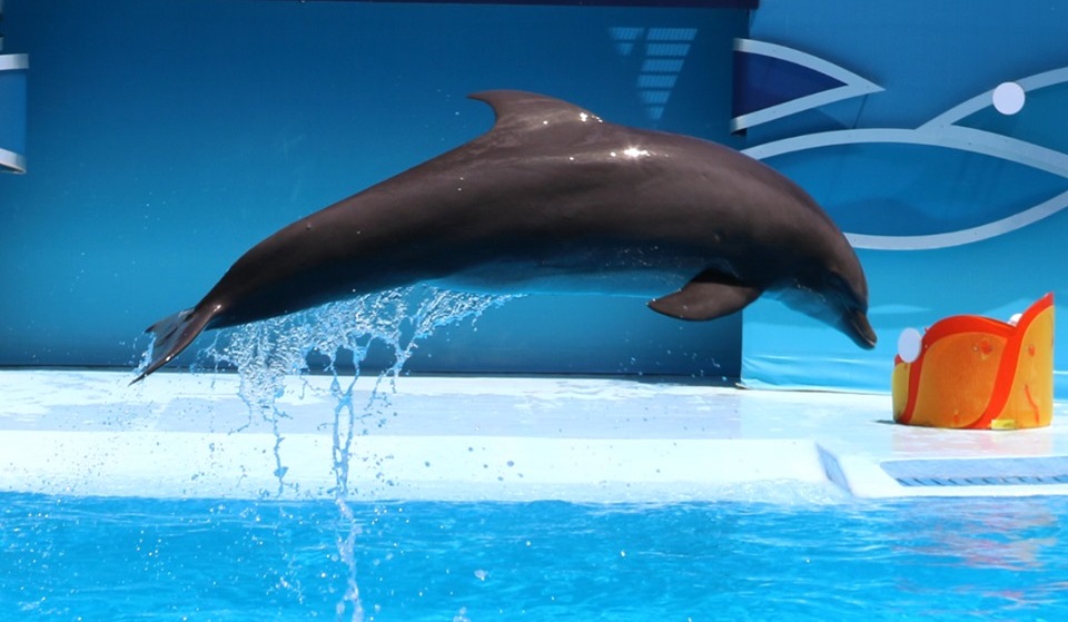 Denuncian las condiciones de los delfines en Zoomarine