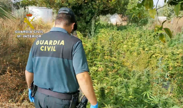 Detectada una plantación de marihuana en Gibraleón