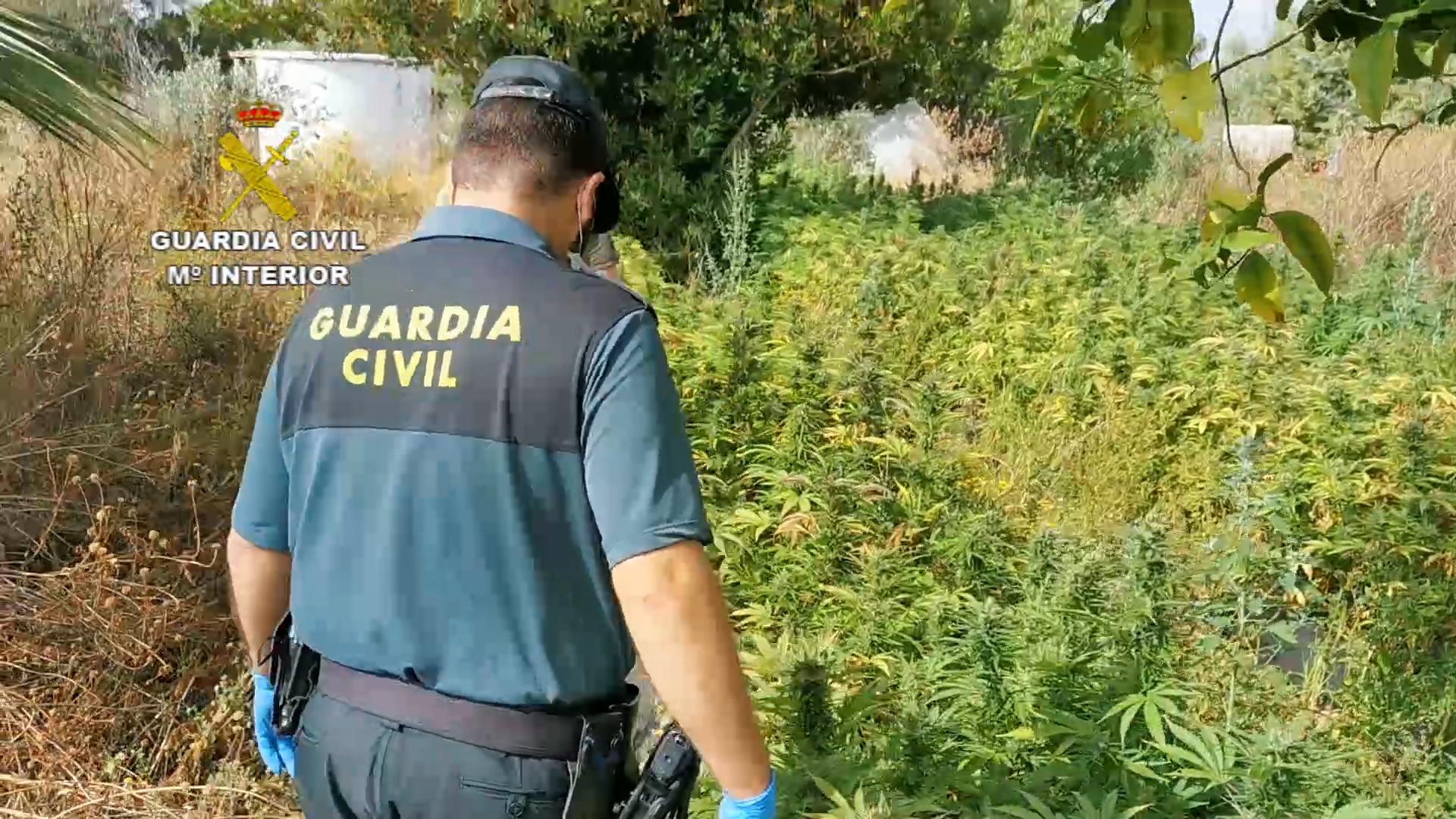 Detectada una plantación de marihuana en Gibraleón