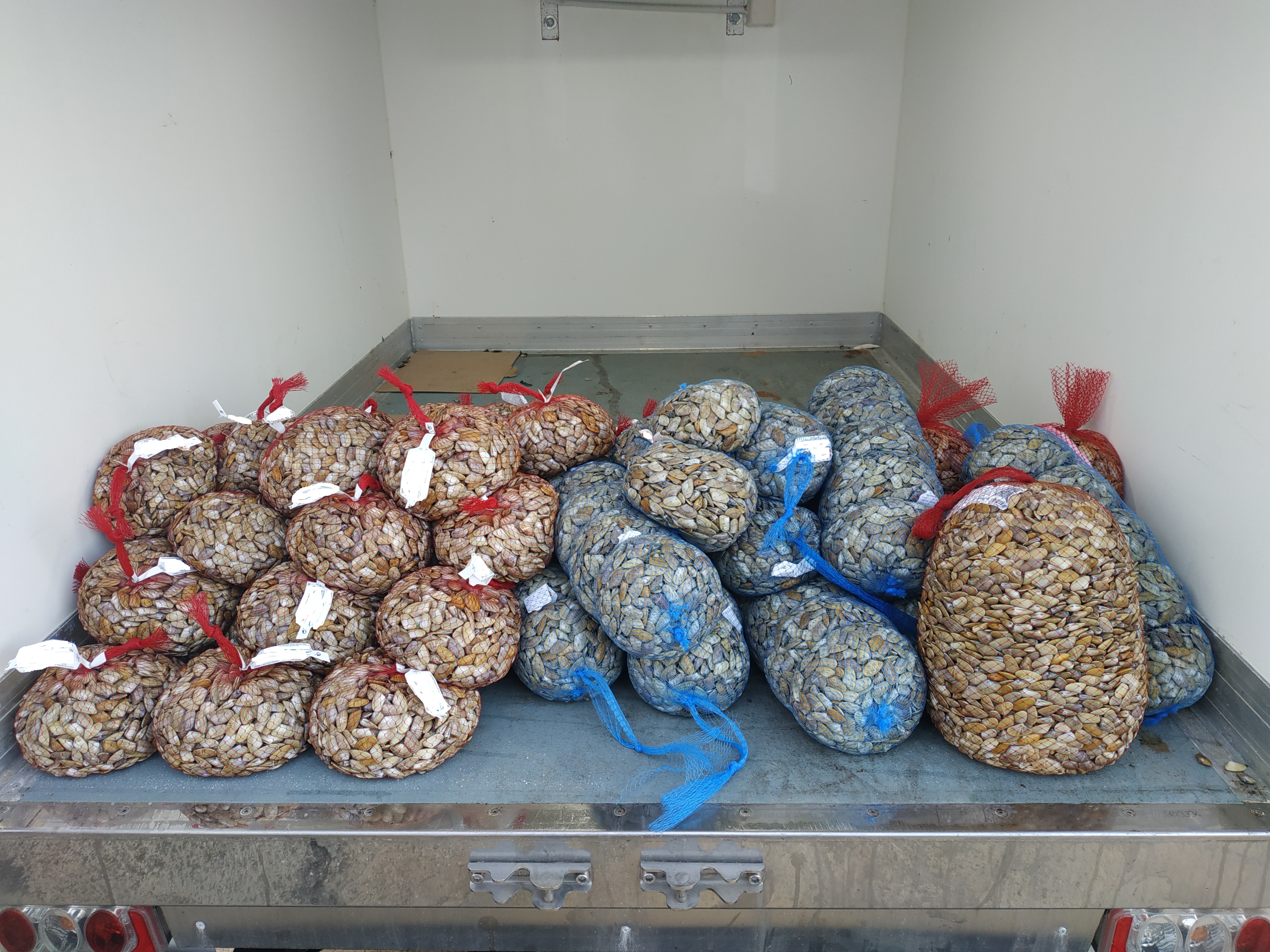 Inspección Pesquera cierra tres centros de expedición de moluscos en Isla Cristina