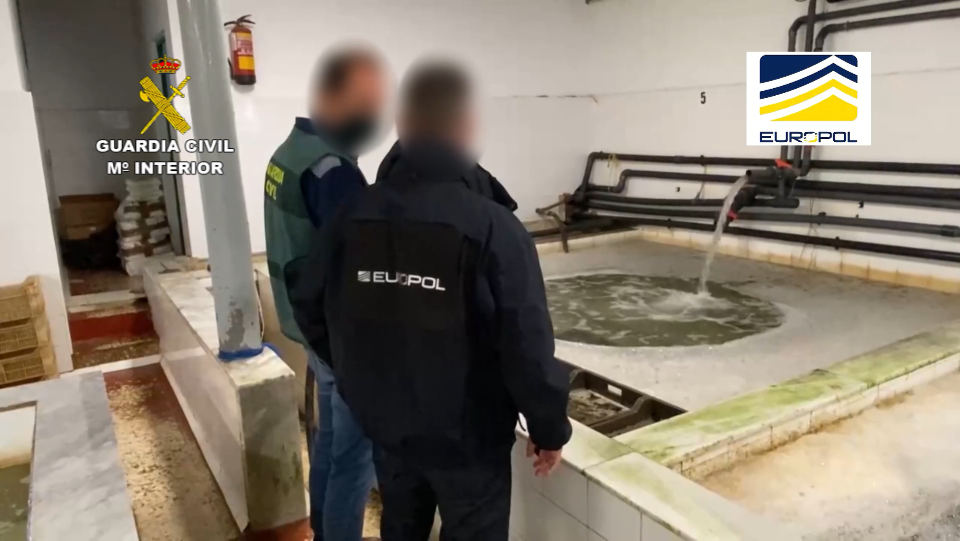 La Guardia Civil interviene 16 toneladas de moluscos procedentes del marisqueo ilegal