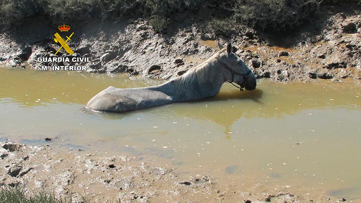La Guardia Civil colabora en el rescate de un caballo en las marismas del río Piedras