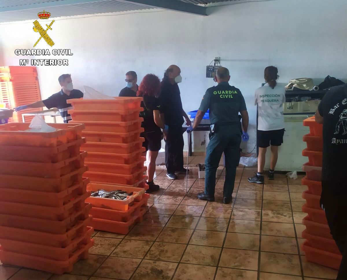 La Guardia Civil ha intervenido 914 kg de merluza inmadura en un almacén en Ayamonte