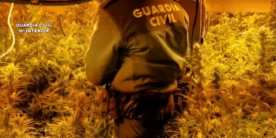Intervenidas 280 plantas de marihuana en Gibraleón