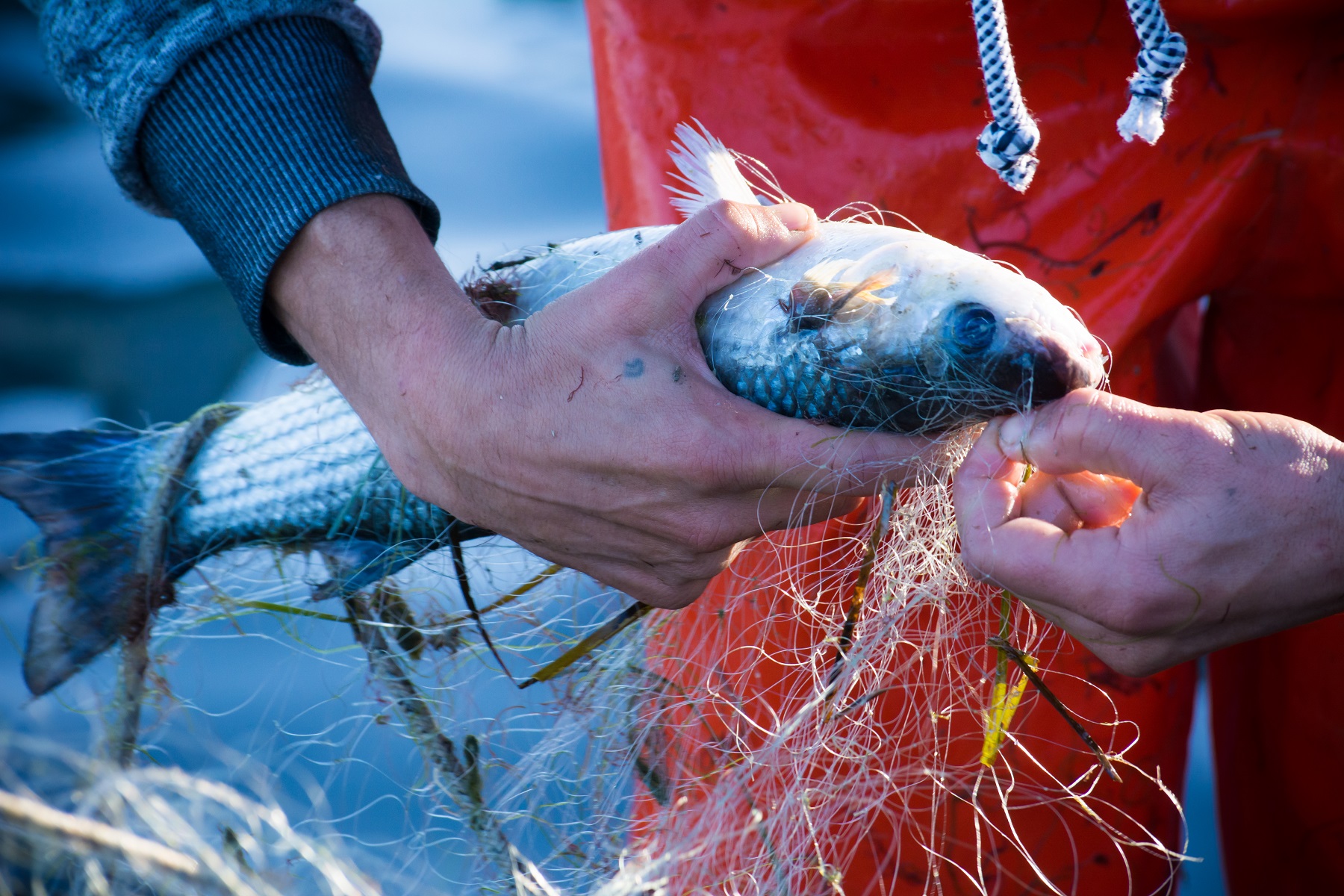 La Junta de Andalucía anticipará ayudas a los pescadores para frenar la crisis