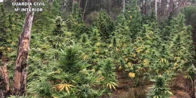 La Guardia Civil desmantela una plantación de marihuana en la localidad de Villablanca