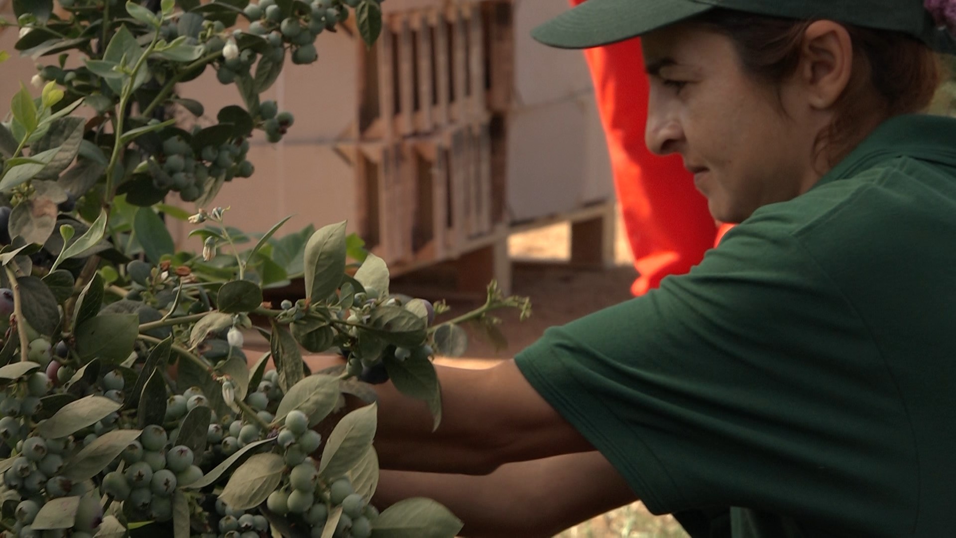 El 97% del arándano español se produce en la provincia de Huelva