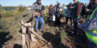 Cuatro mil nuevos árboles son plantados en Moguer en la zona afectada por el incendio de 2017