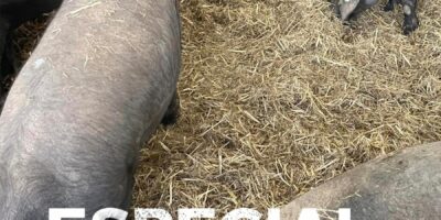 Revive la inauguración de la Fería del Cerdo Ibérico y su Industria de VVA de los Castillejos
